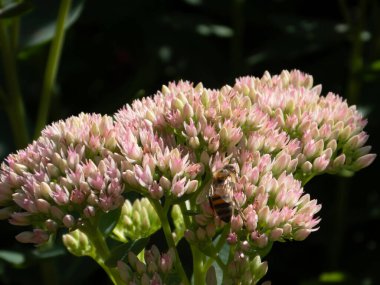 Güzel pembe bir çiçekte nektar toplayan bir arıya yakından bakın..