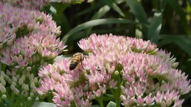 Çiçeklerden nektar ve polen toplayan arıların yakın çekim videosu.