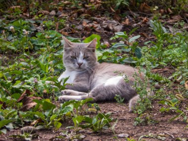 Sakin, gri ve beyaz bir kedi çimenlerde dinleniyor..