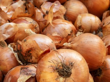 Taze, çiğ soğan yakın plan, yemek veya depolama için mükemmel..