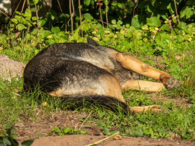 Rahat bir köpek güneşli bir günde çimenlerde kestiriyor..