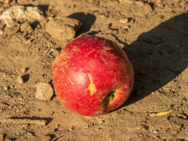 Tek bir olgun kırmızı elma tozlu zeminde oturur..
