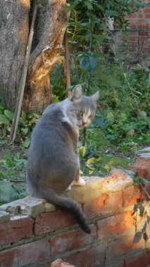 Huzurlu gri bir kedi oturur ve dışarıda kendini temizler..