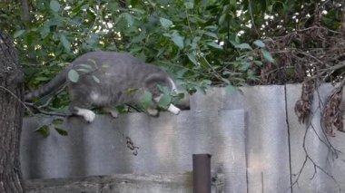 Sakin bir evcil kedi güneşli bir günde arka bahçeden geçiyor..