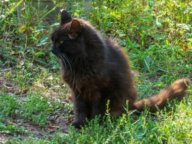 Yeşil çimenlerde oturan tüylü kuyruklu barışçıl siyah bir kedi..