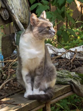 Sakin ve meraklı bir kedi öğleden sonra güneşinin tadını çıkarıyor..