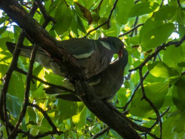 Sevgi dolu güvercinlerin yakın çekimi Yapraklı bir dalda sevgi gösteriyor.