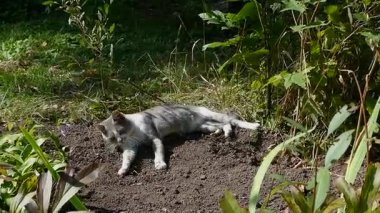 Güzel bir kedinin yerde dinlendiği huzurlu bir an..