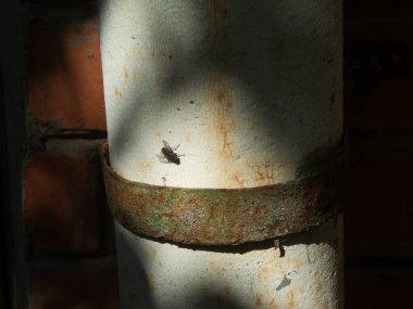Dokulu, yıpranmış metal bir borunun üzerinde dinlenen bir sineğin yakın çekimi..