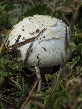 Tarlada büyüyen desenli yüzeyi olan büyük, beyaz bir mantar..