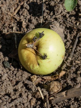 Parlak güneş ışığında yerde organik bir elma yatıyor..