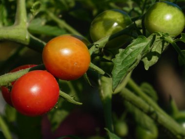 Sarmaşıkta renkli domatesler, hasat için hazır..
