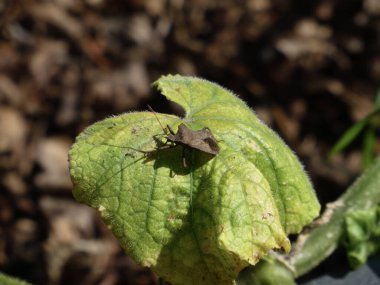 Yeşil yapraklı bir böceğin detaylı makro görüntüsü..