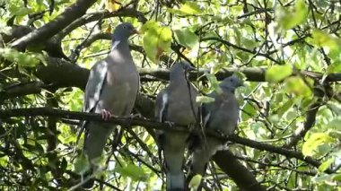 Yeşil bir ağaç dalında huzur içinde oturan üç sıradan güvercin..