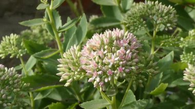 Rüzgarda yavaşça hareket eden narin pembe bir çiçeğin yakın çekimi.