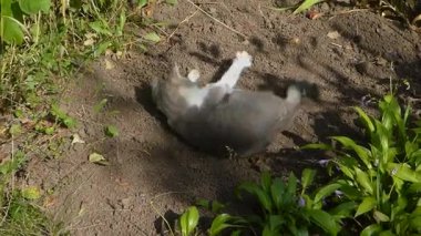 Mutlu gri ve beyaz bir kedi güneşli bir günün tadını çıkarır..