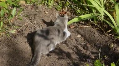 Mutlu gri ve beyaz bir kedi güneşli bir günün tadını çıkarır..