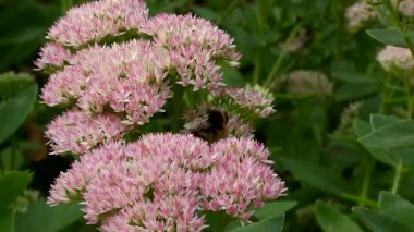 Pembe çiçeklerden nektar toplayan bir yaban arısının yakından görüntüsü..