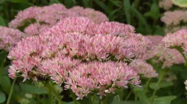 Güzel pembe çiçekleri tozlaştırmakla meşgul bir bal arısının yakın çekimi..