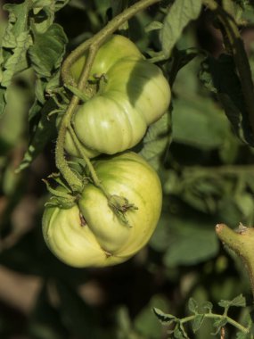 Bir bahçede büyüyen iki yeşil domates kümesi..