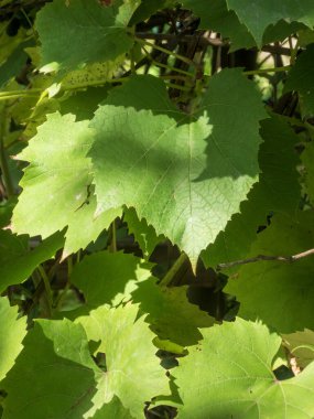 (Bu da) yemyeşil üzüm yapraklarının güneşlenmesidir..