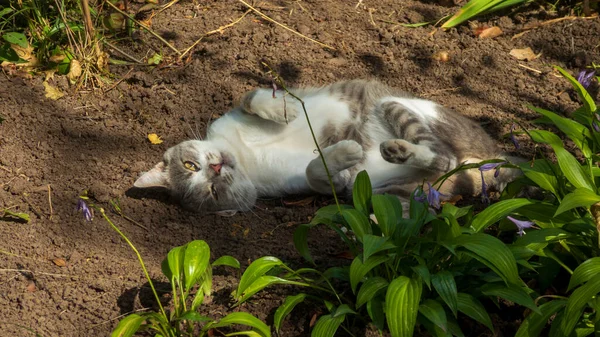 Rahat kedi güneşin tadını çıkarıyor ve yerde sıcaklığın tadını çıkarıyor..