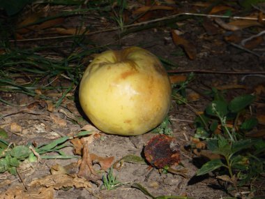 Olgun sarı elma ve yerde çürüyen bir parça..