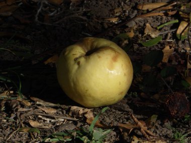 Sonbahar yapraklarının arasına düşen tek bir olgun sarı elma..