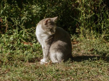 Güneşli bir günde yeşil bahçede sakince oturan sevimli bir evcil kedi..