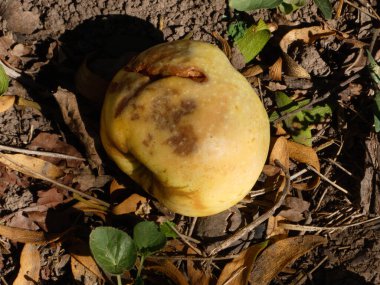 Sonbahar yaprakları ve tohumlarla çevrili yere düşmüş bir elma..