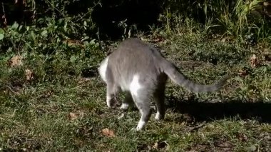 Evcil bir kedi gizlice avını bahçede takip eder..