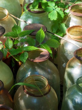 Doğada klasik cam kavanozların sanatsal ve yakın plan çekimi..