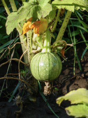 Canlı, genç bir kabak meyvesi. Çiçeği bir bitkinin üzerinde..