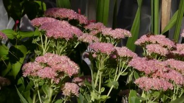 Çiçek açan bir sedum bitkisinin nektarını toplayan bir arıya yakın çekim.