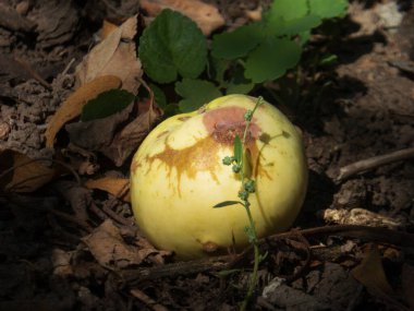 Çürüyen sarı bir elma yapraklarla birlikte yerde yatıyor..