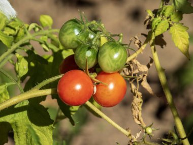 Kırmızı ve yeşil domates kümesinin yakın çekimi..