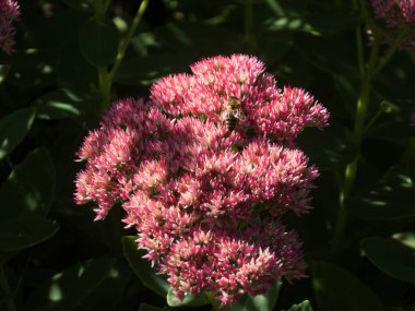 Pembe sedum çiçeğindeki arıya yakın çekim.