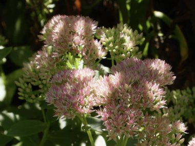 Sıcak güneş ışığıyla yıkanmış narin pembe çiçeklerin yakın çekimi..