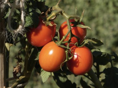 Dört tombul, güneşte öpülmüş domates, hasat için hazır..