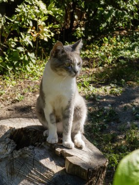 Uyanık bir evcil kedi ağaç kütüğünde oturuyor, yana bakıyor..
