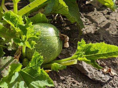 Bahçedeki taze yeşil kabağa yakın plan..