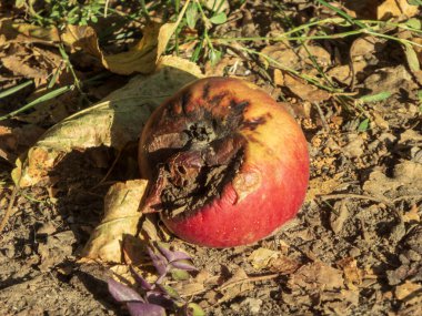 Çürük bir elmanın kurumuş toprakta ve düşmüş yapraklarda yakın plan çekimi..