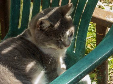 Huzurlu bir kedi güneşin altında uyukluyor..