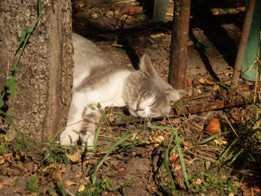 Huzurlu gri ve beyaz bir kedi bir ağacın altında dinleniyor..