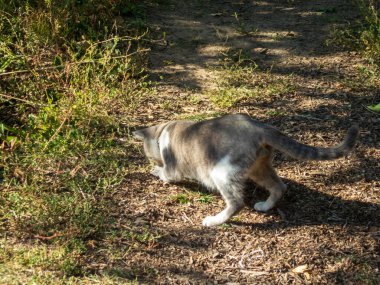 Evcil bir kedi güneşli bir ormanda ya da parkta kirli bir yolda avlanır..