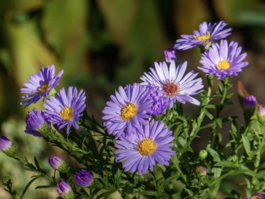 Bir yaz bahçesinde çiçek açan güzel mor astıcılar..