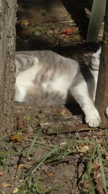 Kırmızı elmayla oynayan sevimli gri beyaz bir kedi..