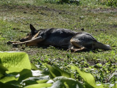 Rahat köpek sıcak, doğal ışıkta çimenlerde huzur içinde uyuyor..
