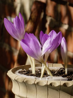 Çiçek saksısında canlı pembe ve mor renkli krukus..