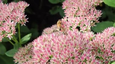 Bir sedum çiçeğini dölleyen bal arısına yakın plan.